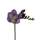 Link to Freesia