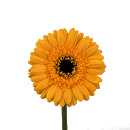 Link to Gerbera