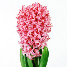 Link to Hyacinth