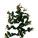 Link to Hypericum