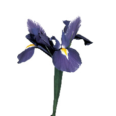 Link to Iris