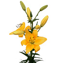 Link to Lilies