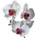 Link to Orchids