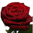 Link to Roses
