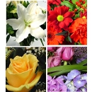 Link to Various Flowers