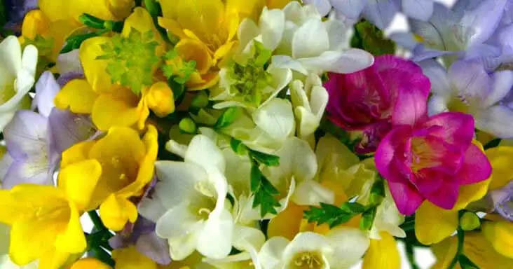 Colourful Freesia Flowers for Spring