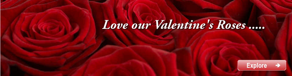 valentines roses · red rose