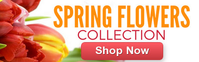 Spring Flowers Range for next-day delivery