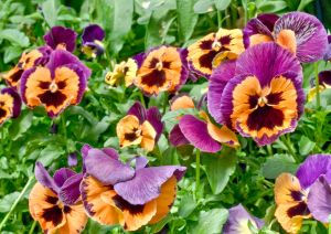 pansies-faces-1.jpg