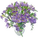a little image of our stunning lilac charm freesia