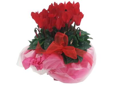 christmas cyclamen plant