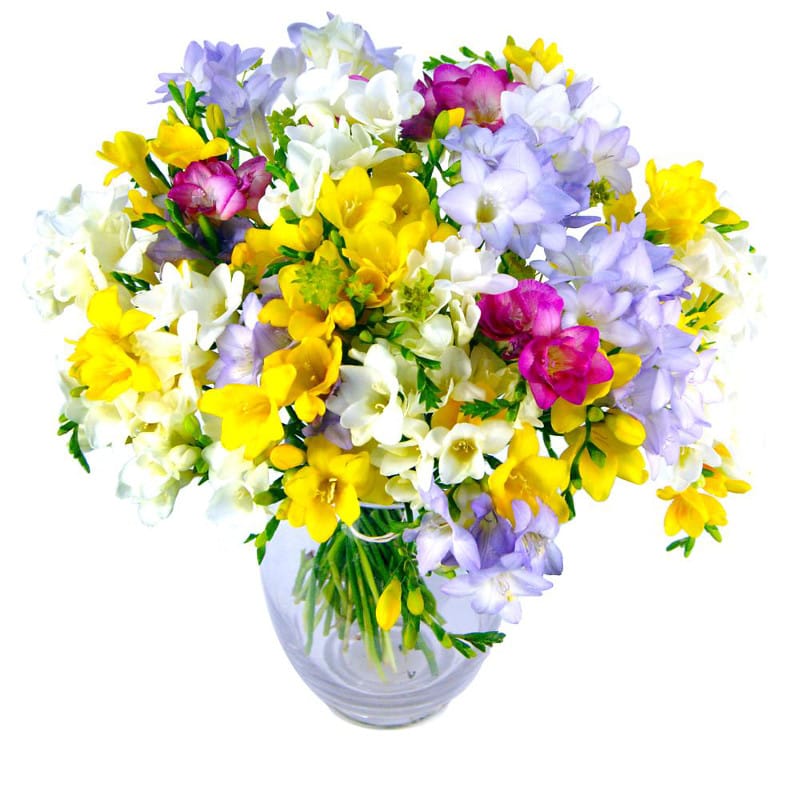 Freesia fragrance bouquet by clare florist