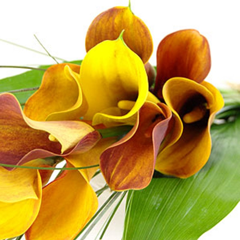 Mango Calla Lilies