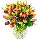 Our magnificent Tulips. Bright and stunning, with all the colours of the rainbow. A colour sensation!