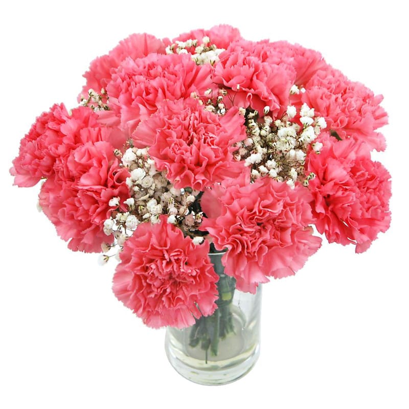 pink carnations by clare florist