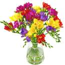 Full view of Scented freesia, a simple arrangement of fresh fragrant freesia flowers.