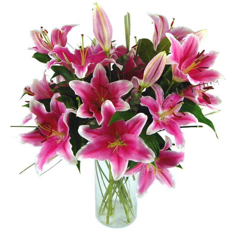 Sensation lilies