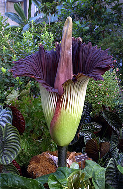 Titan Arum