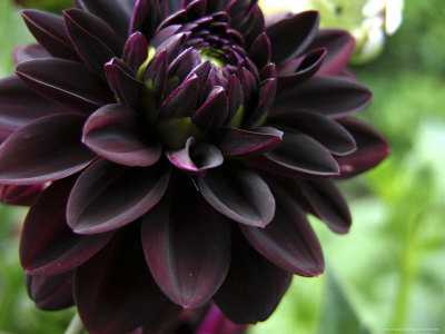 Closeup dahlia