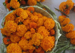 Diwali marigolds