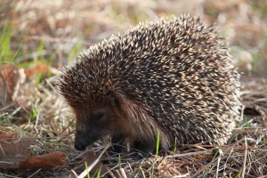 Hedgehog