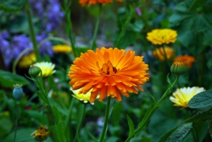 Marigold