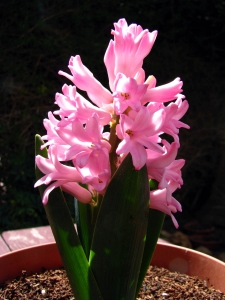 Hyacinths