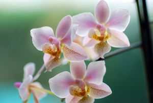 Orchids