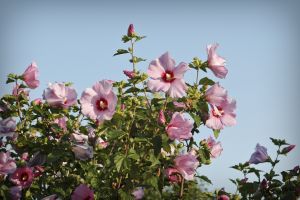 Rose of Sharon