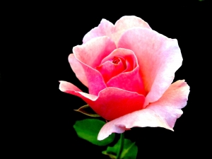 Rose is a rose