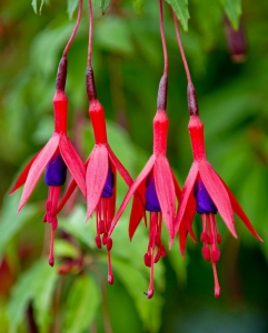 Fuchsia