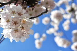 Edible blossom