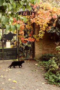 Cat in Garden