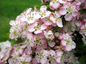 Hawthorn Blossom