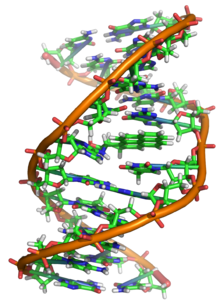 DNA