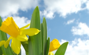 Welsh Daffodil