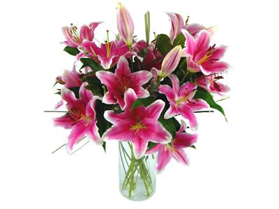 Sensation Lilies