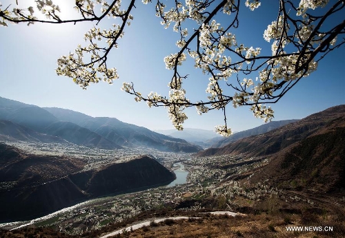 BLossomy pear