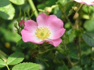 Dog Rose