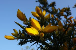 Gorse