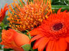 Image of orange Flame from Clare Florist