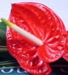 Close up view of Clare Florist Tropical Red Anthurium