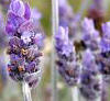 Lavender flower