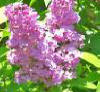 Lilac flowers