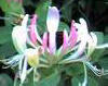 Honeysuckle flowerts