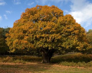 Oak-tree-autumn