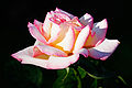 Pink_rose