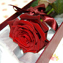 A beautifully presented Single rose