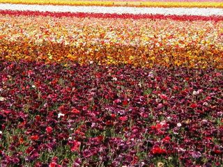 Flower-fields
