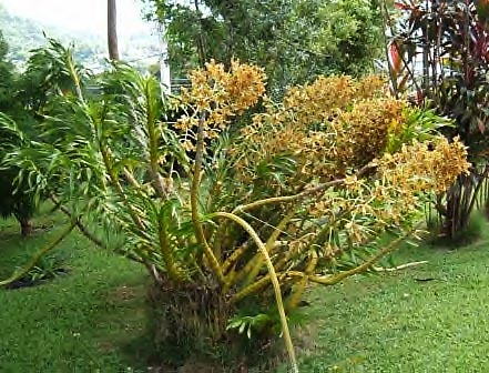 Giantorchidlarge